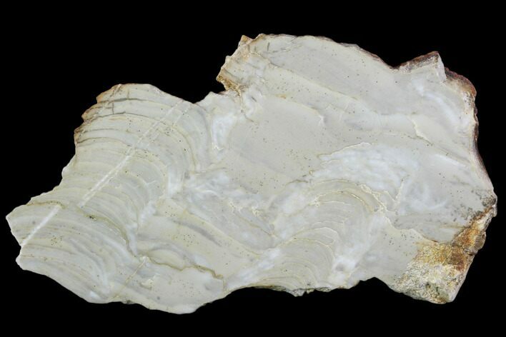 Polished Stromatolite From Russia - Million Years #102027